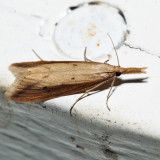5316 – Donacaula melinellus