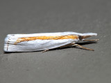 5365  Girards Grass-veneer  Crambus girardellus