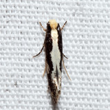 0416  Skunkback Monopis  Monopis dorsistrigella