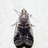 5663 – Acrobasis tumidulella