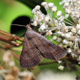 8370  Bent-winged Owlet  Bleptina caradrinalis