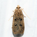 1142 – Glyphidocera septentrionella