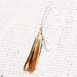 1289 – Coleophora accordella