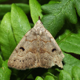 8355 – Morbid Owlet – Chytolita morbidalis