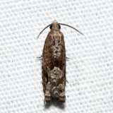 3276 - Holly Tortrix - Rhopobota naevana