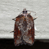 3527 – Schaller's Acleris – Acleris schalleriana