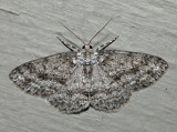 6597  Small Engrailed  Ectropis crepuscularia *