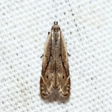 1707 - Monochroa angustipennella