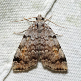 8322 - American Idia - Idia americalis