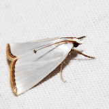 5464 - Snowy Urola - Urola nivalis