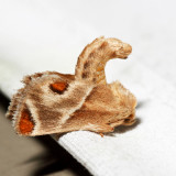 4669  Shagreened Slug Moth  Apoda biguttata