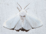 8140 - Fall Webworm Moth - Hyphantria cunea