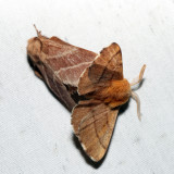 Forest Tent Moth mating with an Eastern Tent Moth