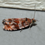  2826  Lacuna Moth  Olethreutes lacunana