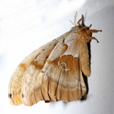 7757 - Polyphemus Moth - Antheraea polyphemus