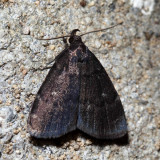 8326 - Rotund Idia - Idia rotundalis