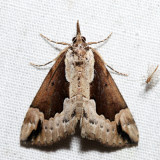 8442 - Baltimore Hypena - Hypena baltimoralis