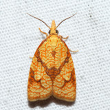 3720  Reticulated Fruitworm Moth  Cenopis reticulatana
