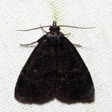 8326 - Rotund Idia - Idia rotundalis