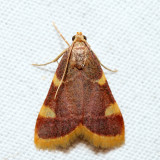 5524  Clover Hayworm Moth  Hypsopygia costalis 