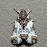 9062 - Tufted Bird-dropping Moth - Cerma cerintha