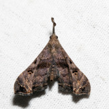 8398 - Faint-spotted Palthis - Palthis asopialis