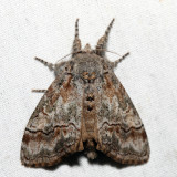 8293  Sharp-lined Tussock Moth  Dasychira dorsipennata