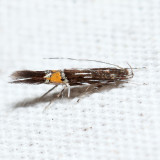 Cosmopterix sp.