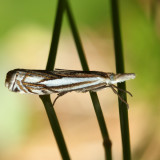 5363  Pasture Grass-veneer  Crambus saltuellus