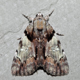 8867 - Charming Underwing - Catocala blandula