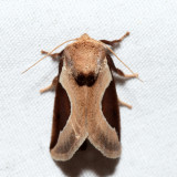 4671 - Skiff Moth - Prolimacodes badia