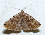 8340  Lettered Zanclognatha  Zanclognatha lituralis