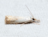 5361  Small White Grass-veneer  Crambus albellus
