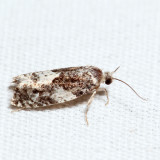 3229  Gypsonoma adjuncta