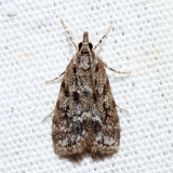 4719  Many-spotted Scoparia  Scoparia basalis