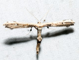 6168  Eupatorium Plume Moth  Oidaematophorus eupatorii