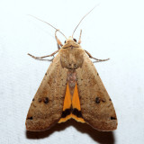 11003.1 - Large Yellow Underwing - Noctua pronuba