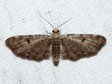 7474 - Common Eupithecia - Eupithecia miserulata (f)
