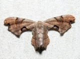 7653 - Brown Scoopwing - Calledapteryx dryopterata