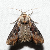 9385.1  Double Lobed Moth  Lateroligia ophiogramma