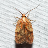  0882  Four-dotted Agonopterix  Agonopterix robiniella