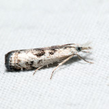 5422  Microcrambus minor