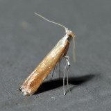 0476.97 - Corythophora sp.