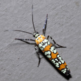 2401 - Ailanthus Webworm Moth - Atteva aurea