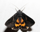 8775 - Sweetfern Underwing - Catocala antinympha