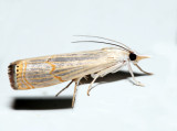 5450  Graceful Grass-veneer  Parapediasia decorellus