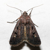 10805  Tessellate Dart  Euxoa tessellata