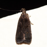 2299  Dichomeris leuconotella