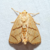 4667  Yellow-collared Slug Moth  Apoda y-inversum