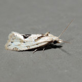 3759.1  Aethes promptana